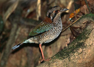 鱗斑地寶鳥 鱗斑地寶鳥