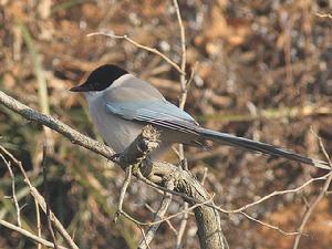 灰喜鵲高麗亞種