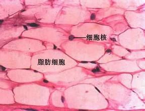 脂肪組織 脂肪組織