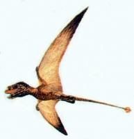 飛速蛙頜翼龍 飛速蛙頜翼龍