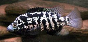 古巴酋長 古巴酋長