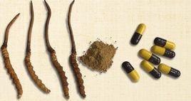 蟲草菌絲體軟膠囊 蟲草菌絲體軟膠囊