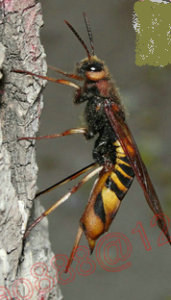煙扁角樹蜂