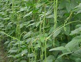 高產4號豆角 高產4號豆角