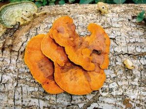 血紅密孔菌 血紅密孔菌