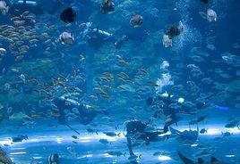 杜拜購物中心水族館 杜拜購物中心水族館