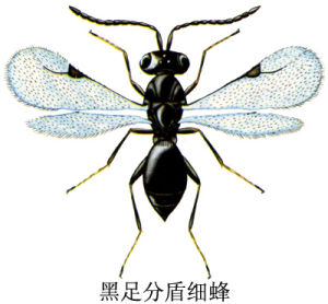 黑足分盾細蜂