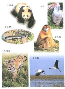 稀有物種 稀有物種