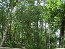 雲南省紅河綠春縣大興鎮西城社區生態林