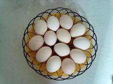 粉殼蛋雞及其雞蛋