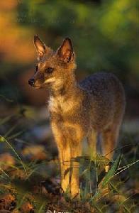 巴西高地狐 巴西高地狐