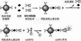 化學發光分析 化學發光分析