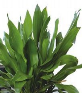 PM2.5植物 PM2.5植物