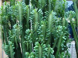 巴西龍骨 巴西龍骨