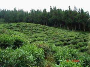 下光明自然村 下光明自然村