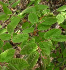 小果千金榆 小果千金榆