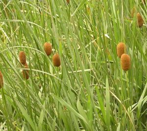 無苞香蒲 無苞香蒲