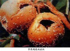 蘋果褐腐病 蘋果褐腐病
