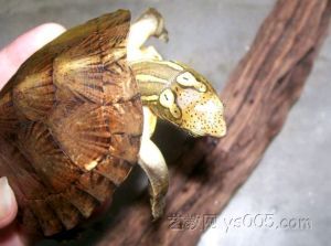 海南眼斑龜