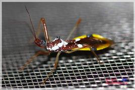 白斑素獵蝽 白斑素獵蝽