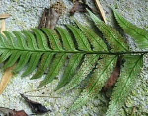 多裂複葉耳蕨 多裂複葉耳蕨