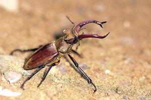 高沙深山鍬形蟲 高沙深山鍬形蟲