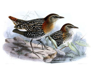 白翅侏秧雞 白翅侏秧雞