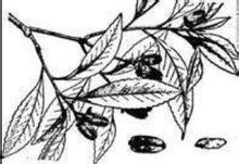 大頭茶入藥資料圖