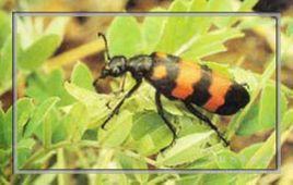 黃紋放屁蟲 黃紋放屁蟲