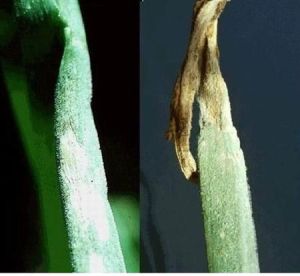 洋蔥炭疽病 洋蔥炭疽病