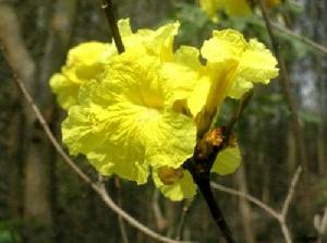 黃花風鈴木 黃花風鈴木