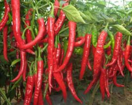 望都羊角辣 望都羊角辣