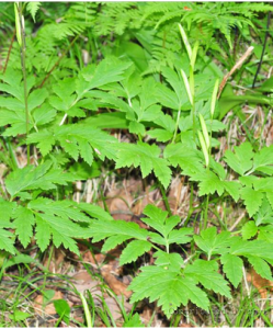 大眾耳草 大眾耳草
