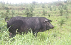 桃源黑豬 桃源黑豬