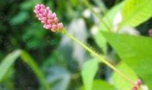 光葉蓼（變種）