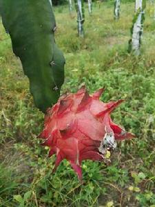 水晶仙蜜果 水晶仙蜜果