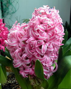 十二月幸運花 十二月幸運花