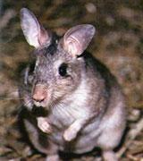 馬島鼠亞科 馬島鼠亞科