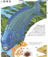 鸚嘴魚