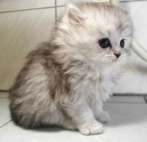 土耳其安哥拉貓