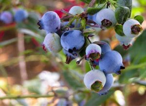 麻江藍莓