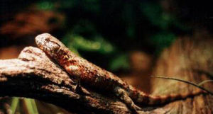 塔里木岩蜥 塔里木岩蜥