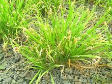 韭菜枯萎病 韭菜枯萎病