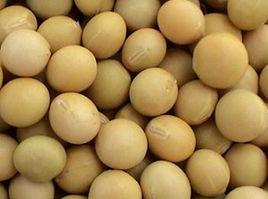 中黃13號 中黃13號