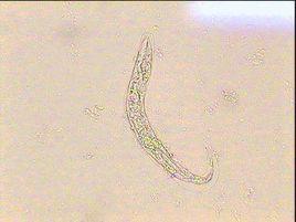 原圓線蟲病 原圓線蟲病