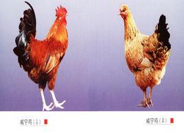 威寧雞 威寧雞