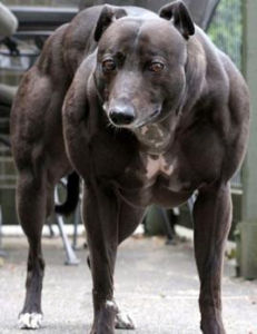 小說《遮天》角色--黑黃