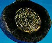 六角輝木 六角輝木