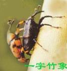 一字竹筍象 一字竹筍象