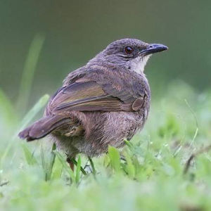 橄欖褐鵯 橄欖褐鵯